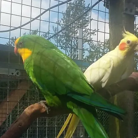 Privat bolig Pod Papugami